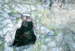 Photograph 14